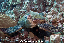 Close encounter with a skeptical turtle, big island of Ha... by Stuart Spechler 